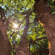 trees-of-ikaria.jpg