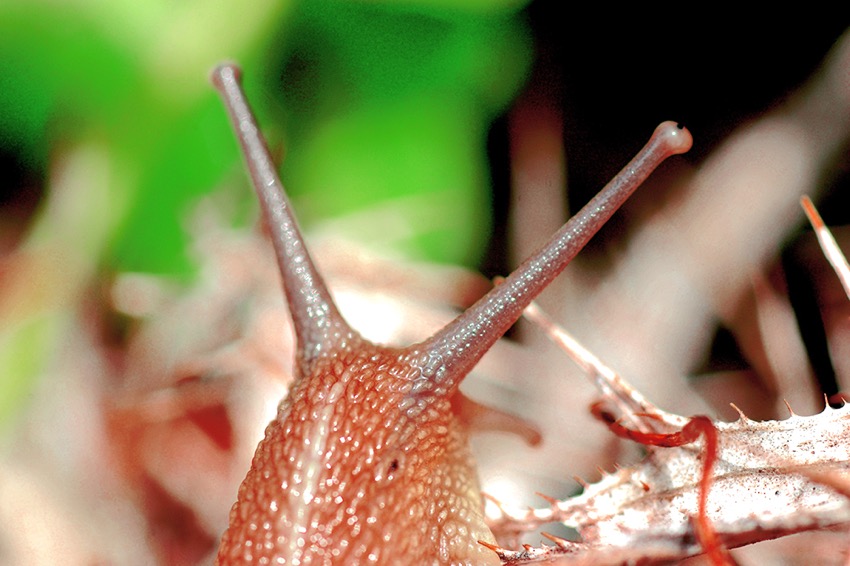 snail.jpg