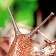 snail.jpg