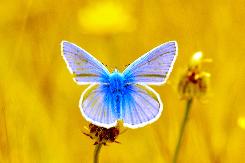 blue-butterfly.jpg
