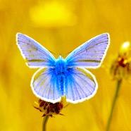 blue-butterfly.jpg