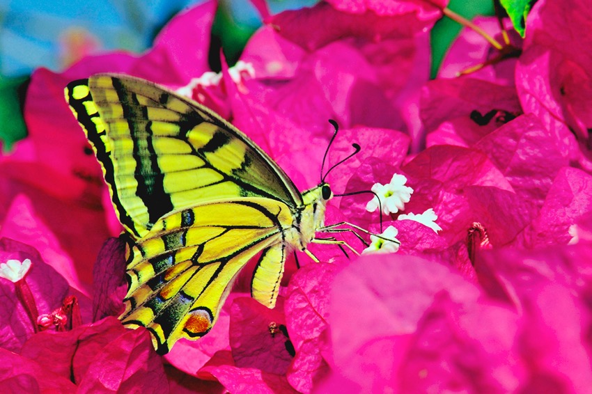 yellow-butterfly.jpg