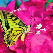 yellow-butterfly.jpg