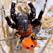 _DSC7223-spider.jpg