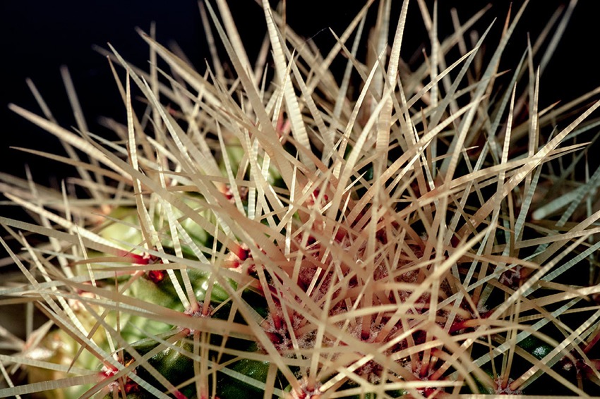 cactus-w.jpg